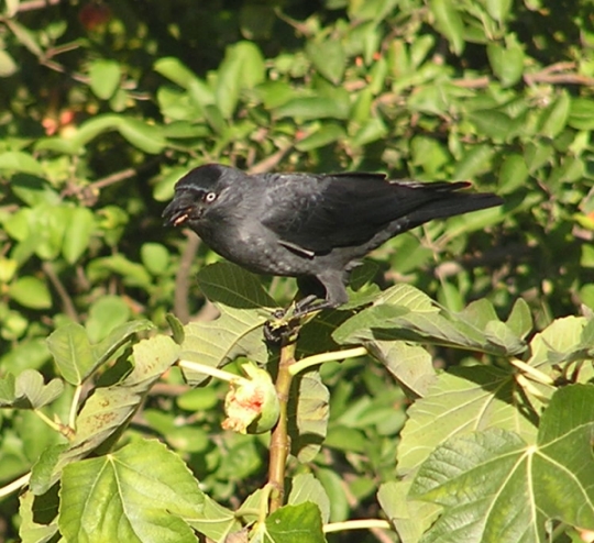 Taccola ladra